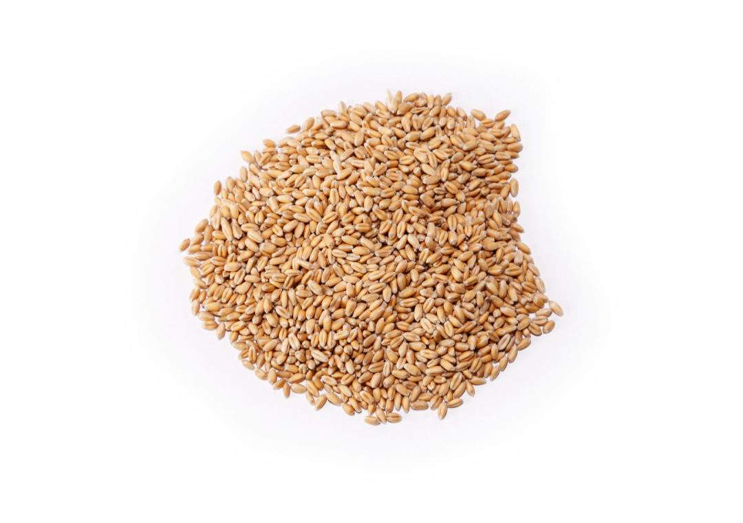 organic-hard-red-wheat-berries-royal-lee-organics