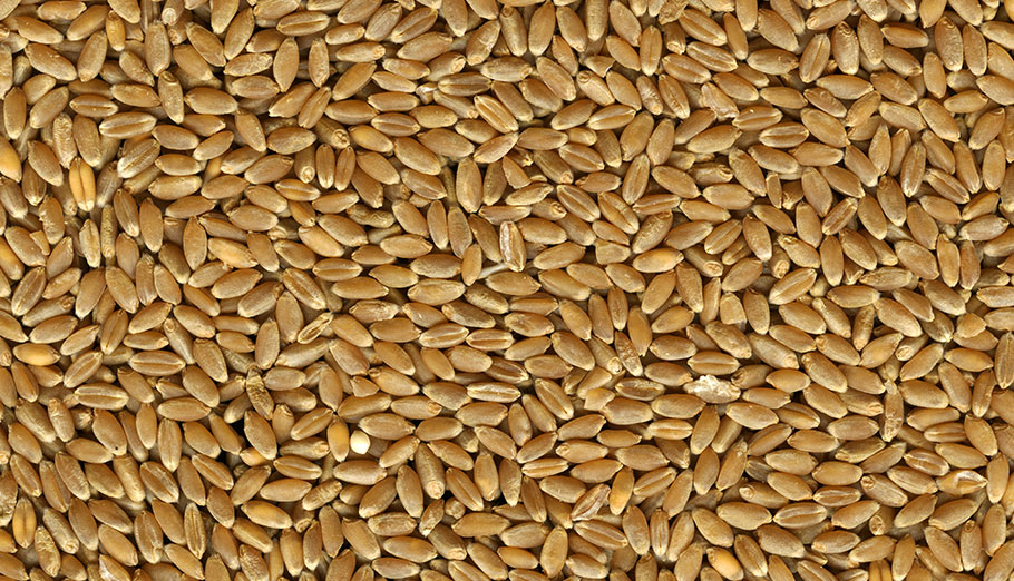 soft-red-winter-wheat-royal-lee-organics